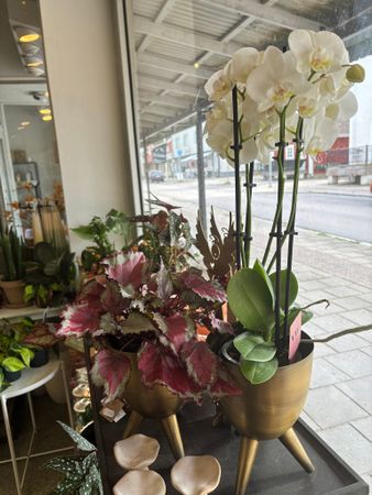 4 stänglad orkide
