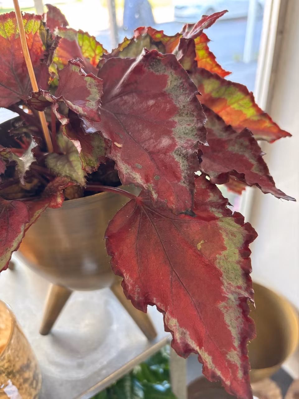 Rexbegonia - Spitfire