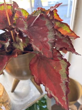 Rexbegonia - Spitfire