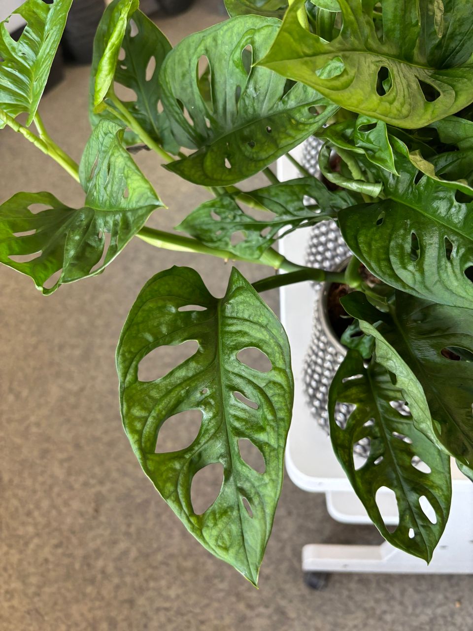 Monstera Obliqua