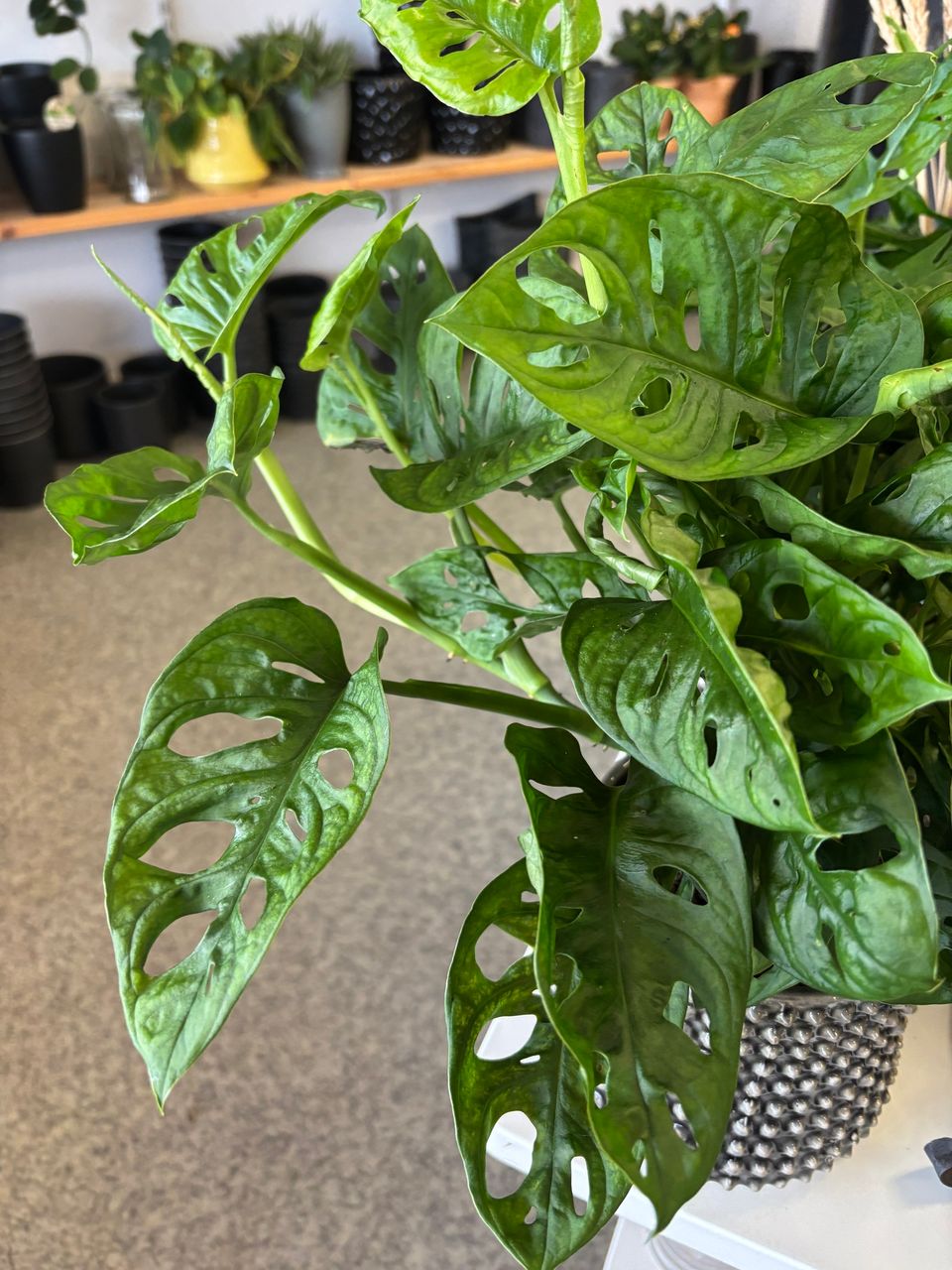 Monstera Obliqua