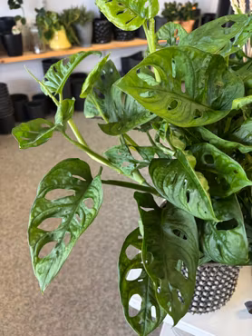 Monstera Obliqua