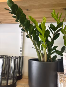 Garderobsblomma / Zamioculcas
