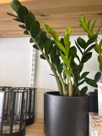 Garderobsblomma / Zamioculcas