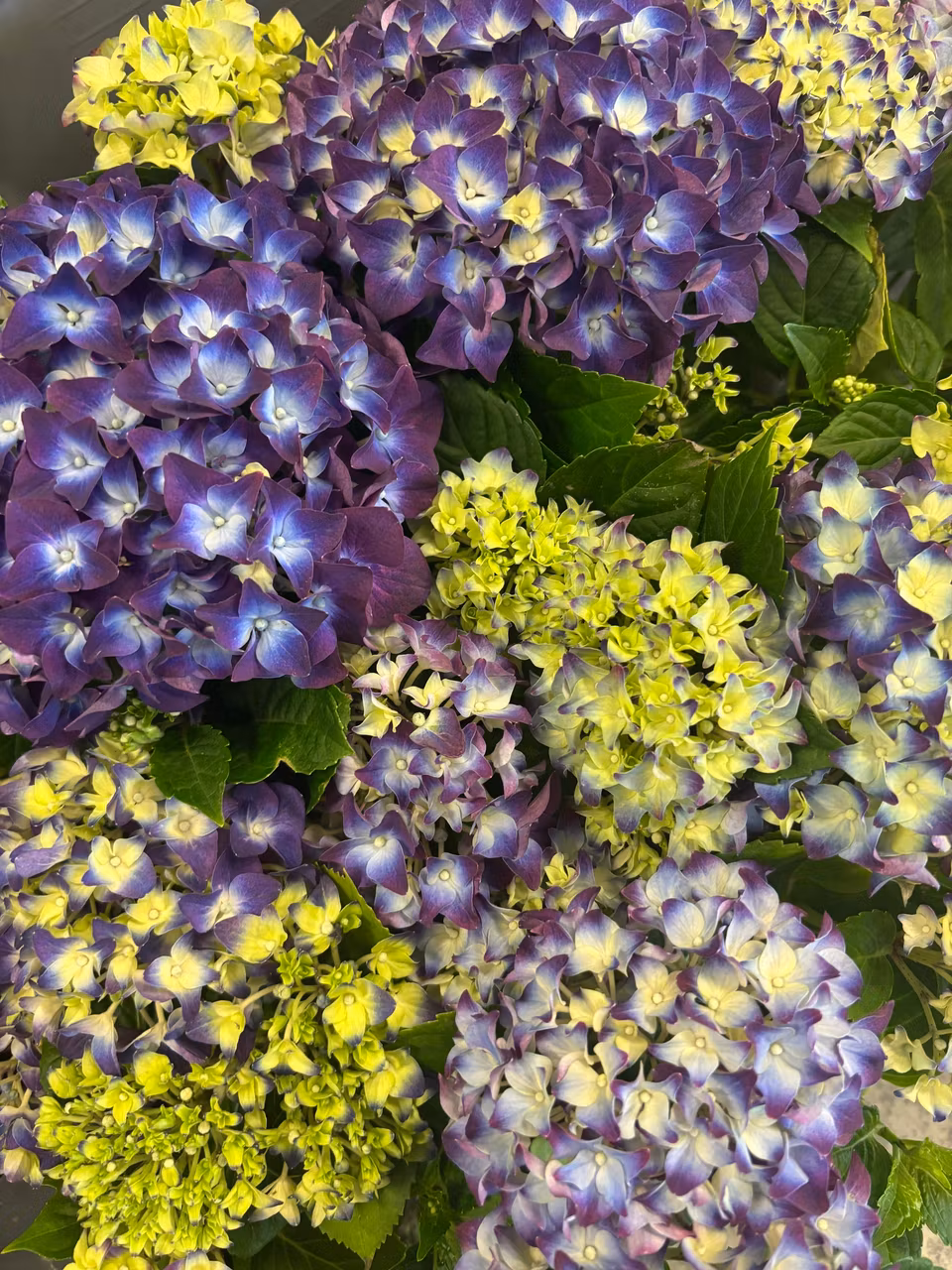 Hortensia- lila