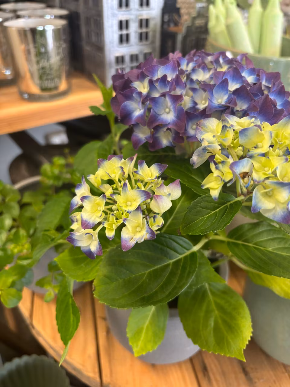 Hortensia- lila