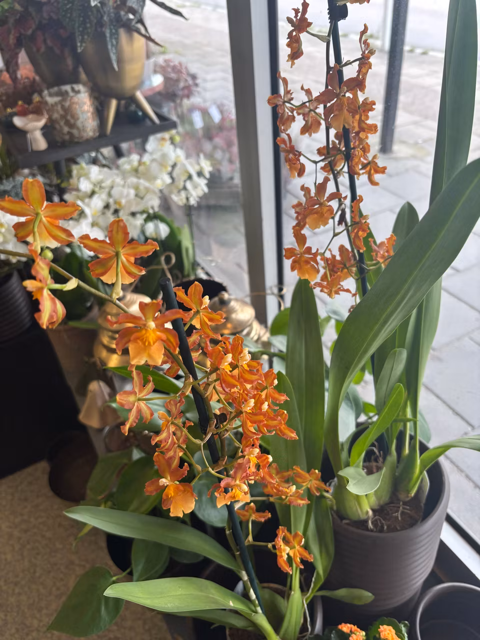 Colmanara orkide - indian summer