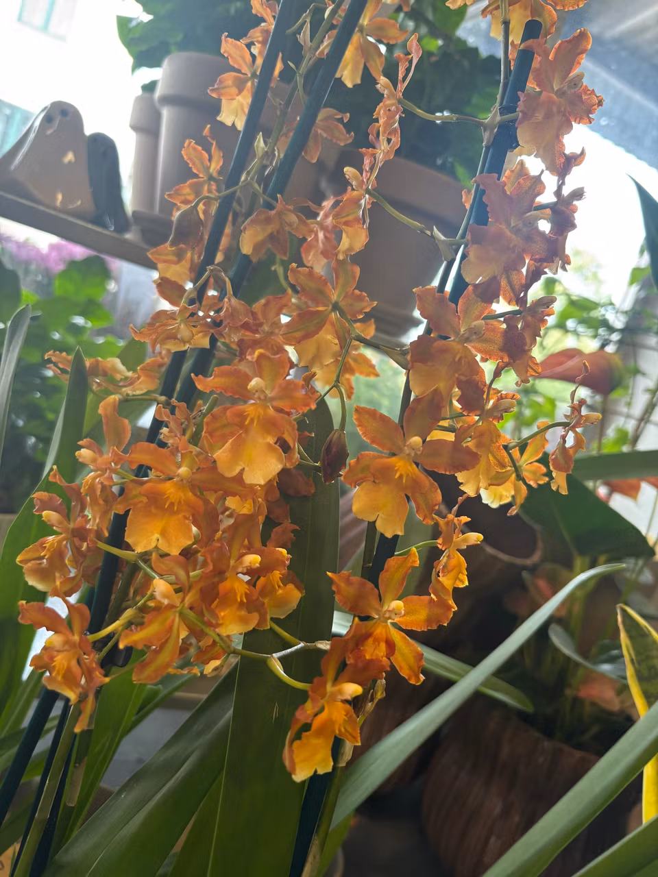 Colmanara orkide - indian summer