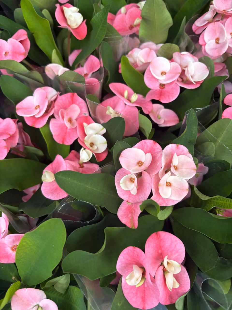 Kristi Törnekrona - rosa