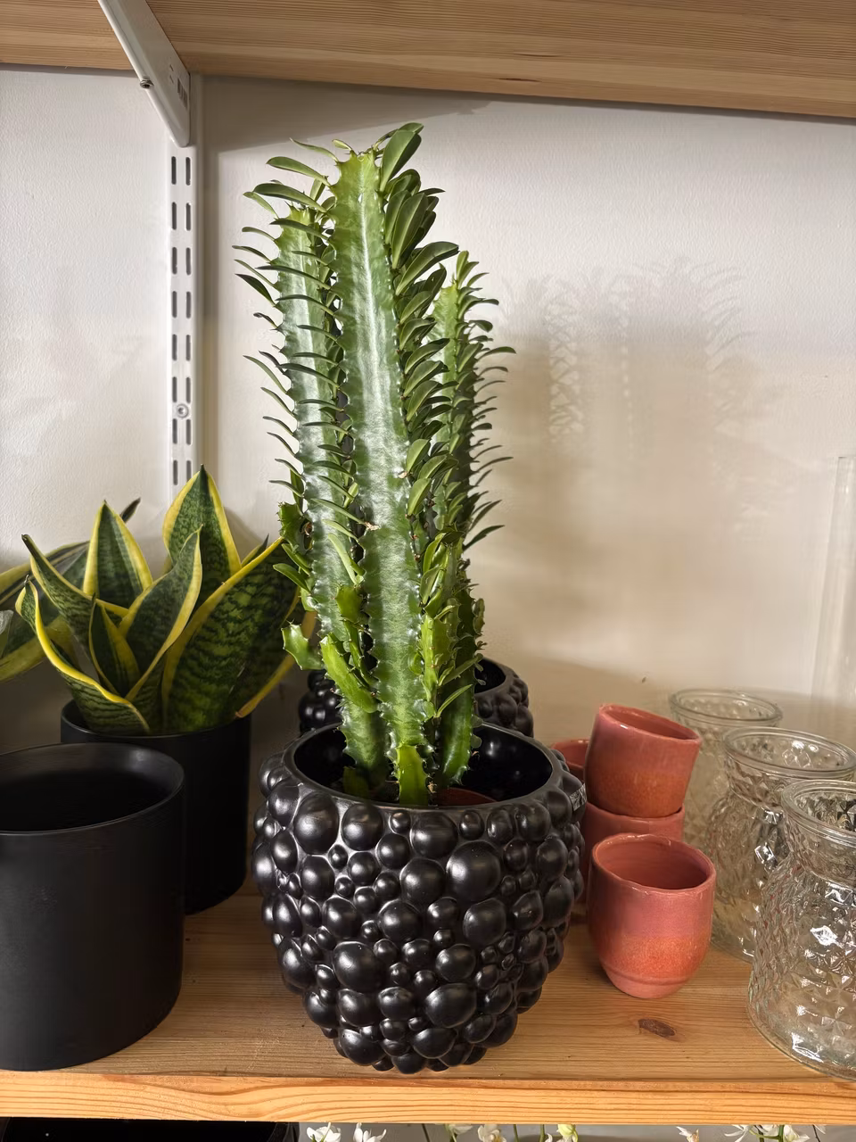 Kaktus: High Chaparral