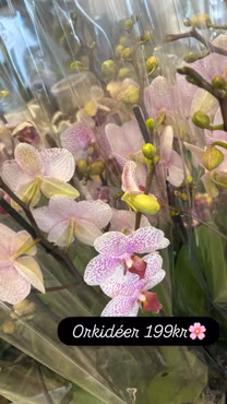 Orkide i kruka