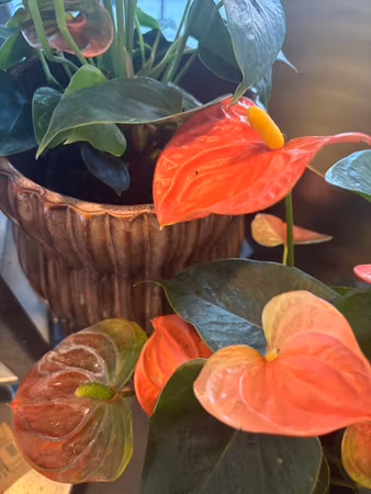 Anthurium (flamingo)