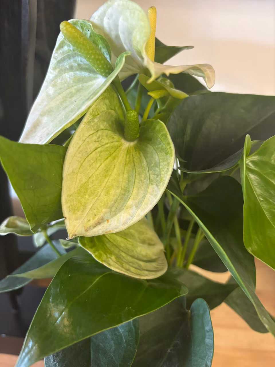 Anthurium (flamingo)