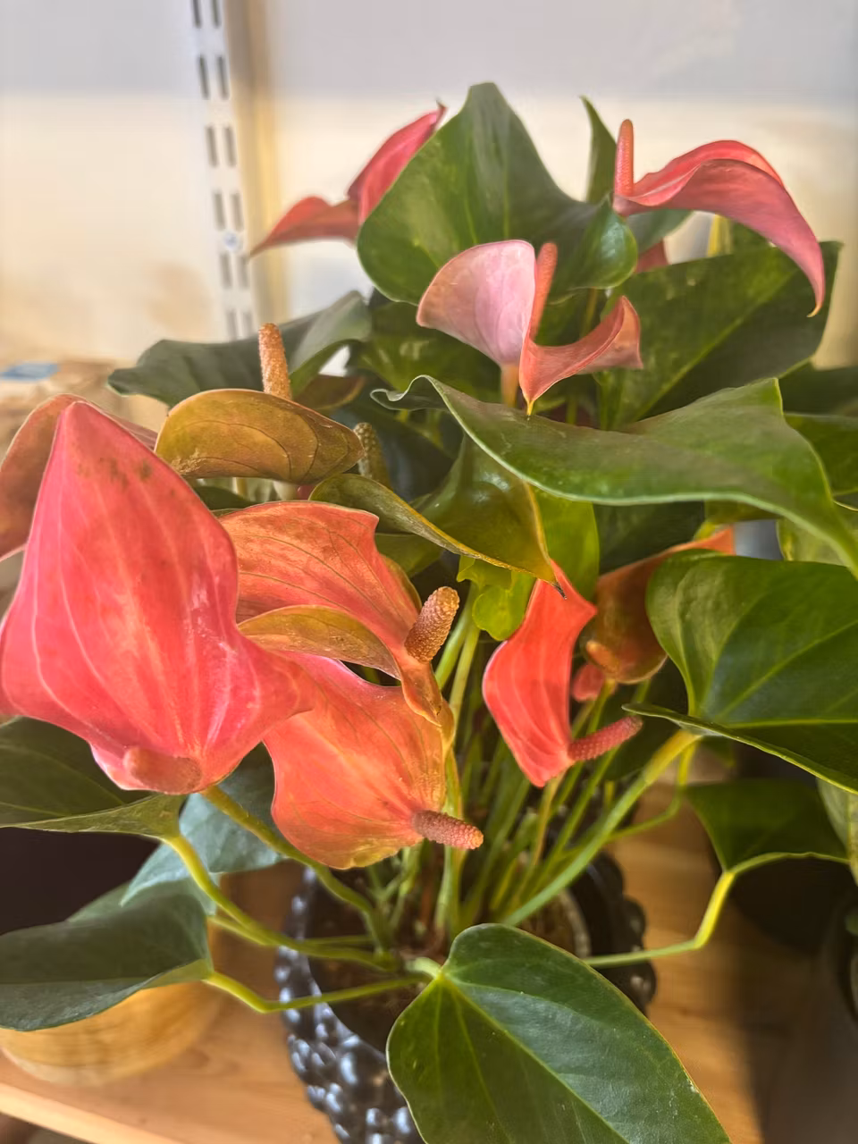 Anthurium (flamingo)