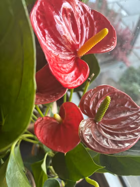 Anthurium (flamingo)