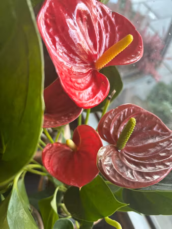 Anthurium (flamingo)