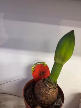 Amaryllis på lök