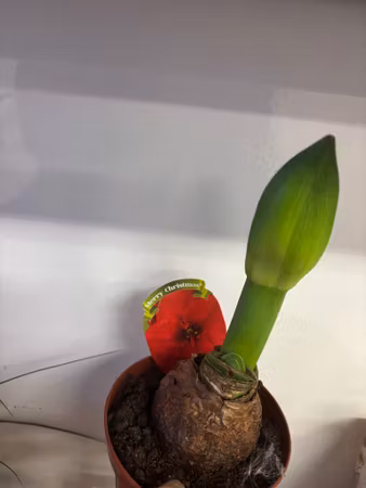 Amaryllis på lök