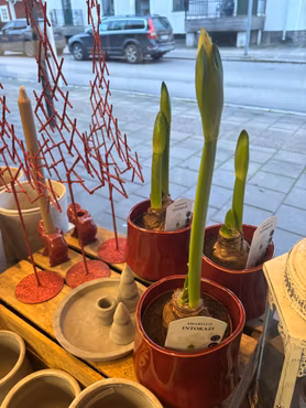 Amaryllis på lök