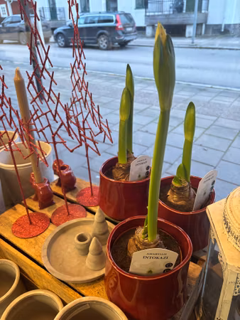Amaryllis på lök