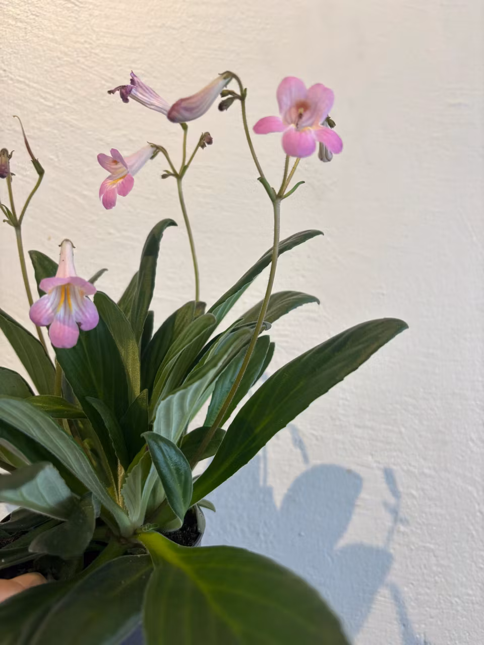 Streptocarpus 'Little Lina¨
