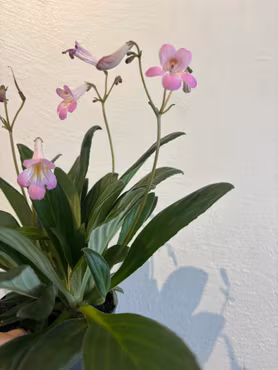 Streptocarpus 'Little Lina¨