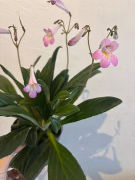 Streptocarpus 'Little Lina¨