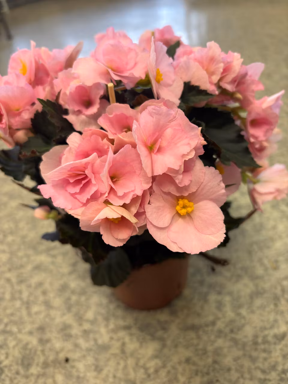 Begonia Adonia Light Pink
