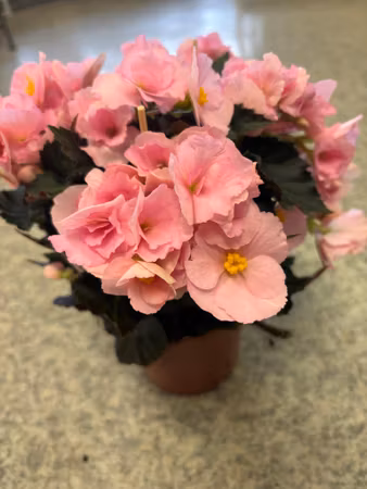 Begonia Adonia Light Pink