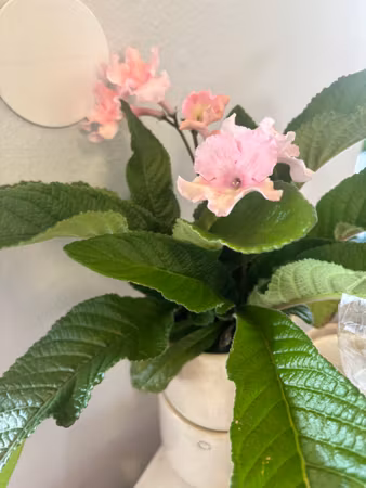 Streptocarpus/kornettblomma