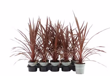 Cordyline Australis Red Star