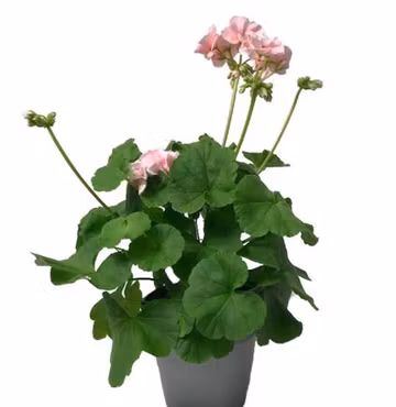 Mårbacka - rosa