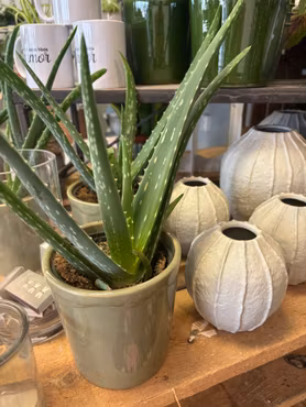 Aloe vera