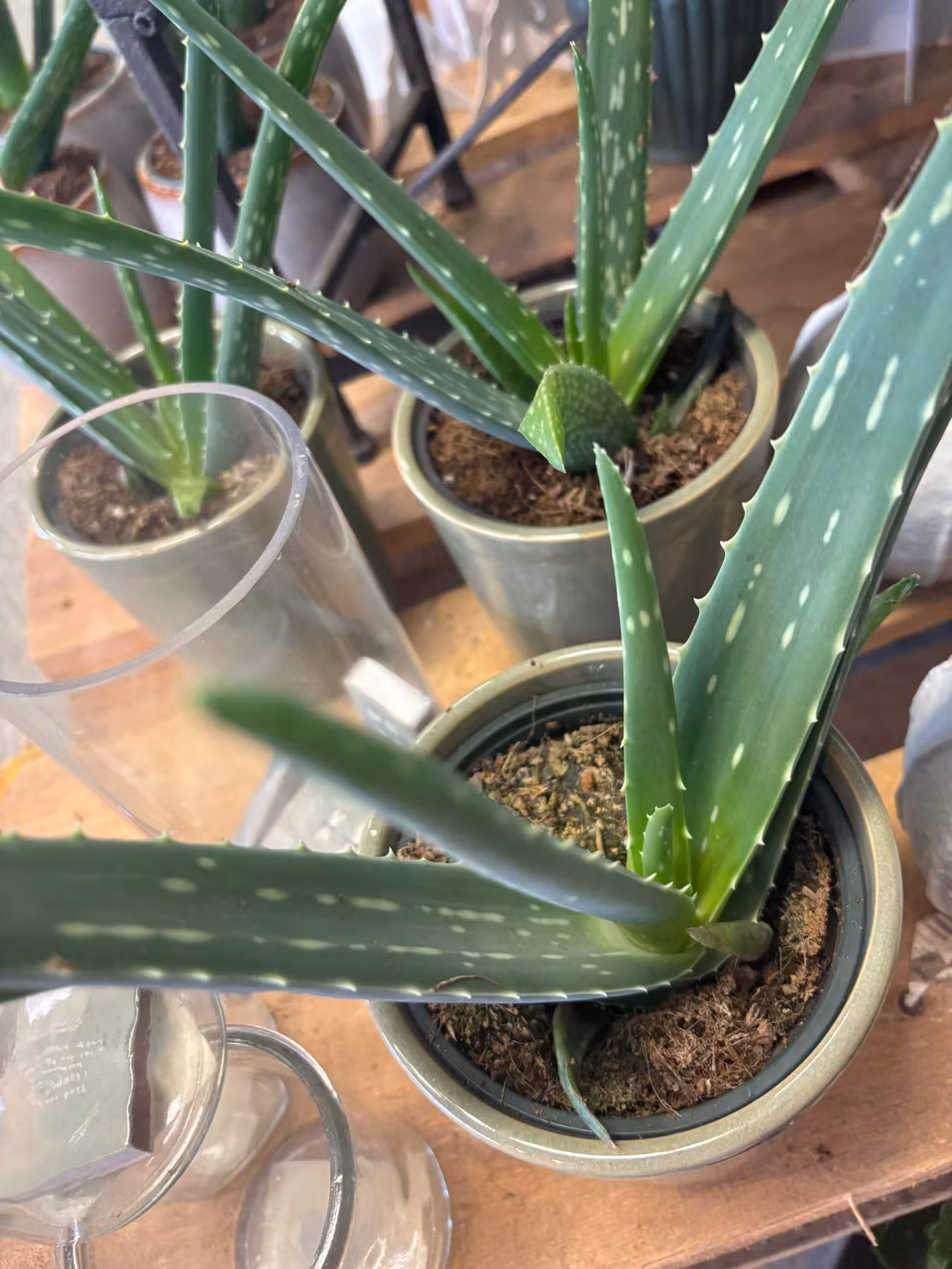 Aloe vera