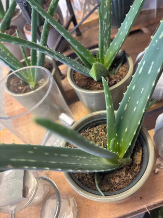 Aloe vera
