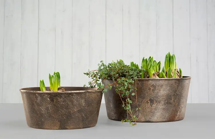 Kruka: Blume rost