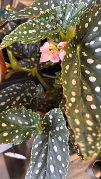 Fläckbegonia: Spotlight Green