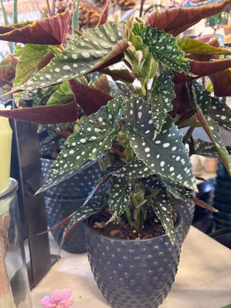 Fläckbegonia: Spotlight Green
