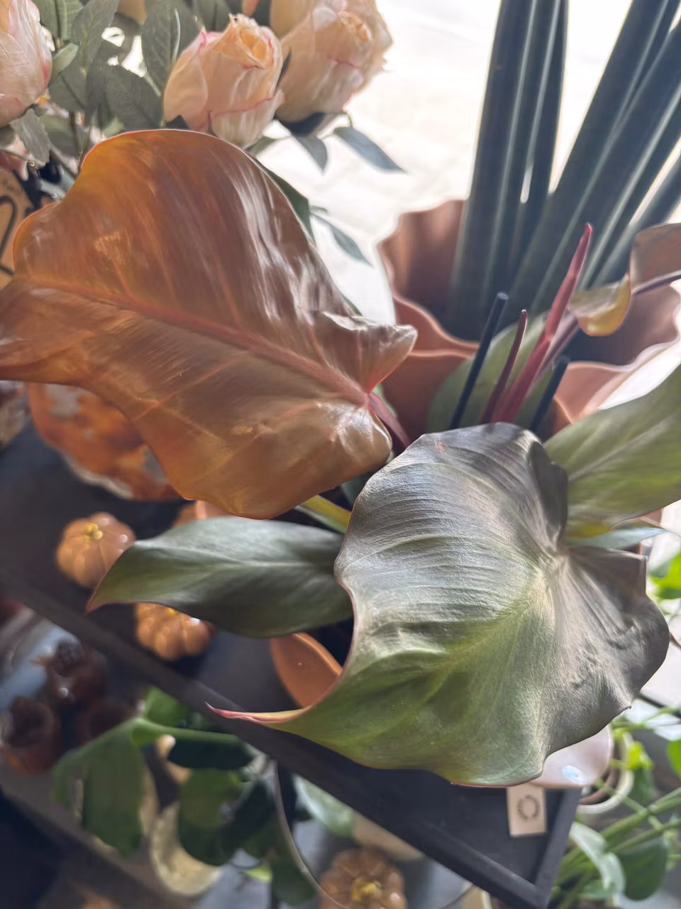 Philadendron: Sunlight