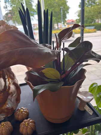 Philadendron: Sunlight