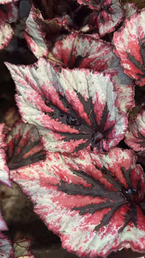 Rexbegonia 'Evening Glow'