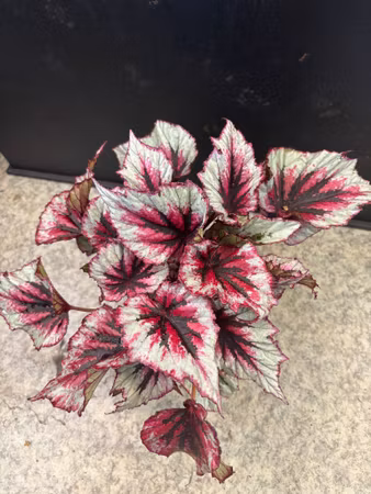 Rexbegonia 'Evening Glow'