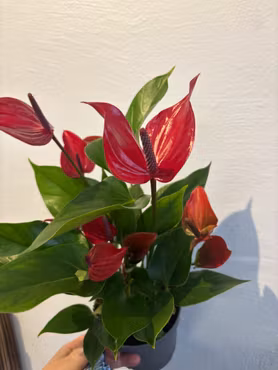 Rosenkalla