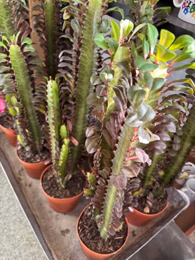 Kaktus: High Chaparral