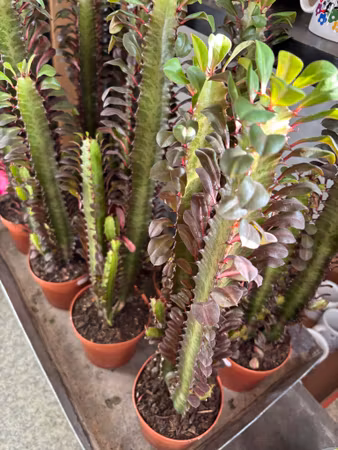 Kaktus: High Chaparral