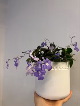 Streptocarpus saxorum