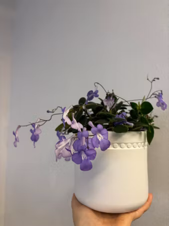 Streptocarpus saxorum