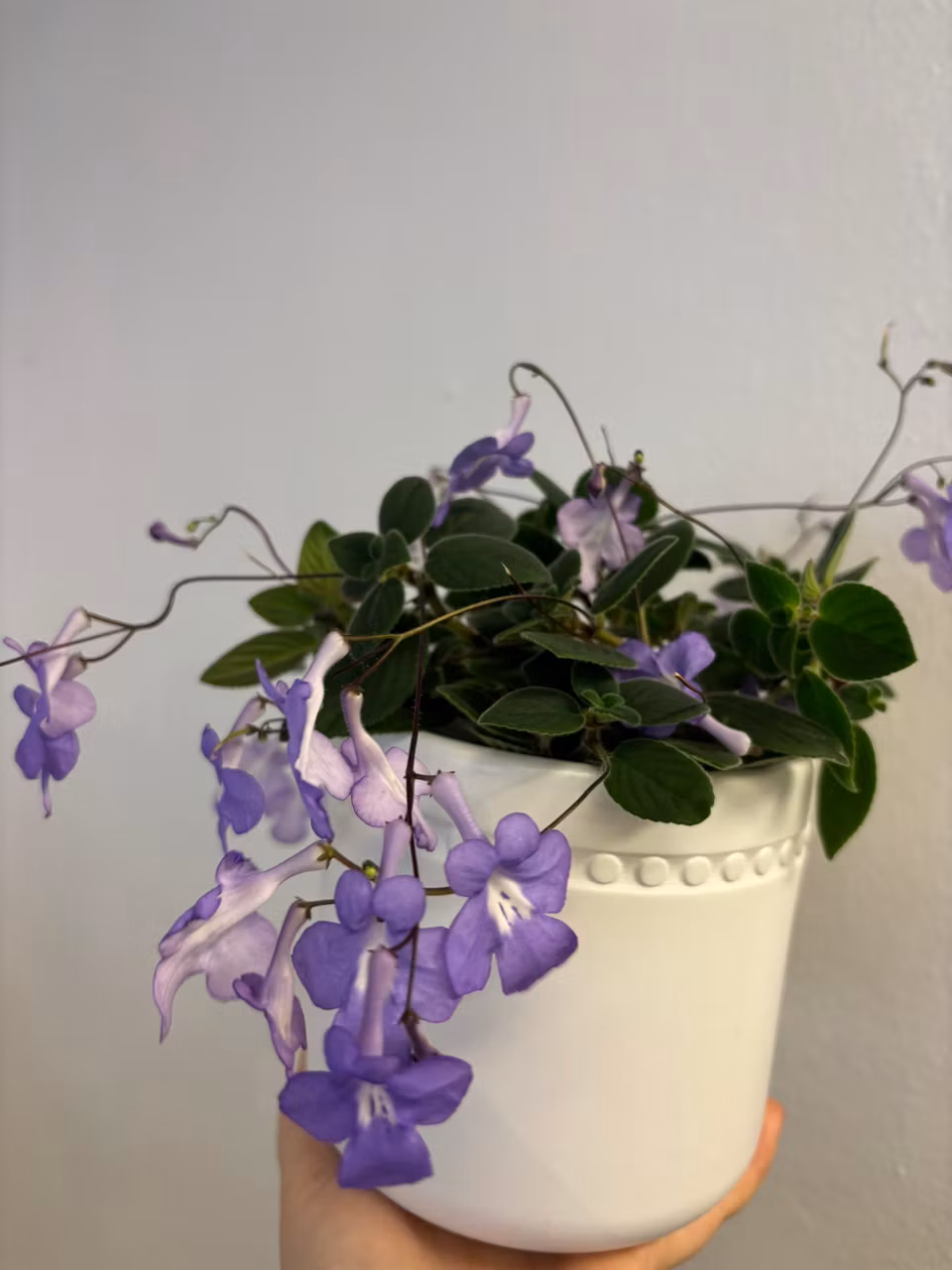 Streptocarpus saxorum