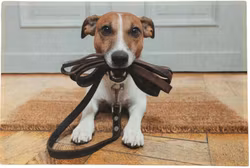 Dörrmatta Jack Russel