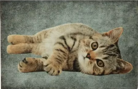 Dörrmatta Tabby